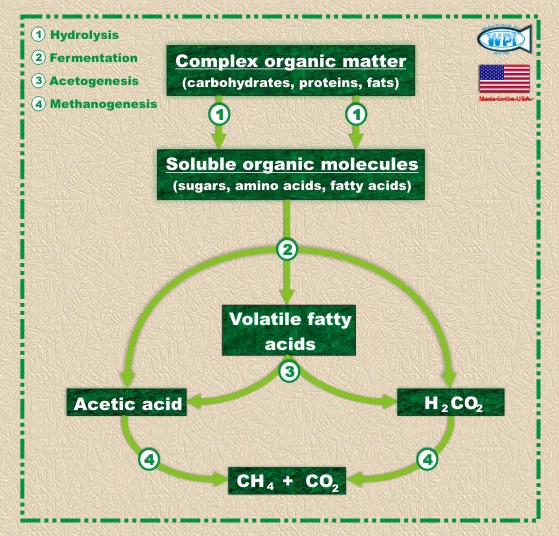 Anaerobic Digestion Process and Cycle. Disintegration of Gas Lacking Oxygen. Loss of Unrestricted Oxygen Creating Biogas.